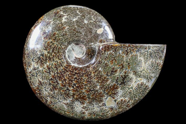 Polished, Agatized Ammonite (Cleoniceras) - Madagascar #88343
